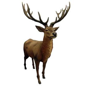 Red Stag Deer